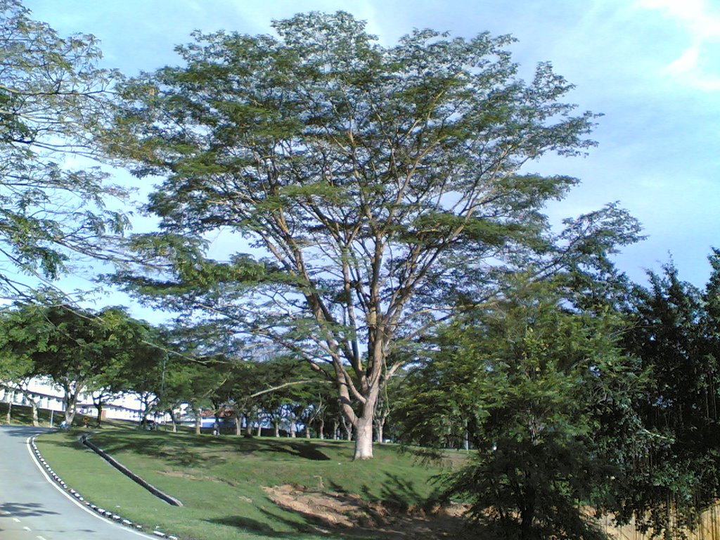 UTM Biggest Tree "AL-Haialy" by MohammedBahjat