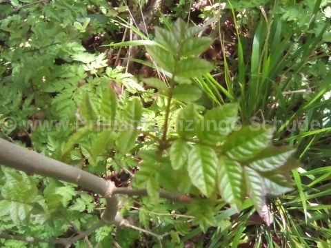 Young ash tree in Furlong Wood, Didcot, OX11 by Ingo Schüder Directo…