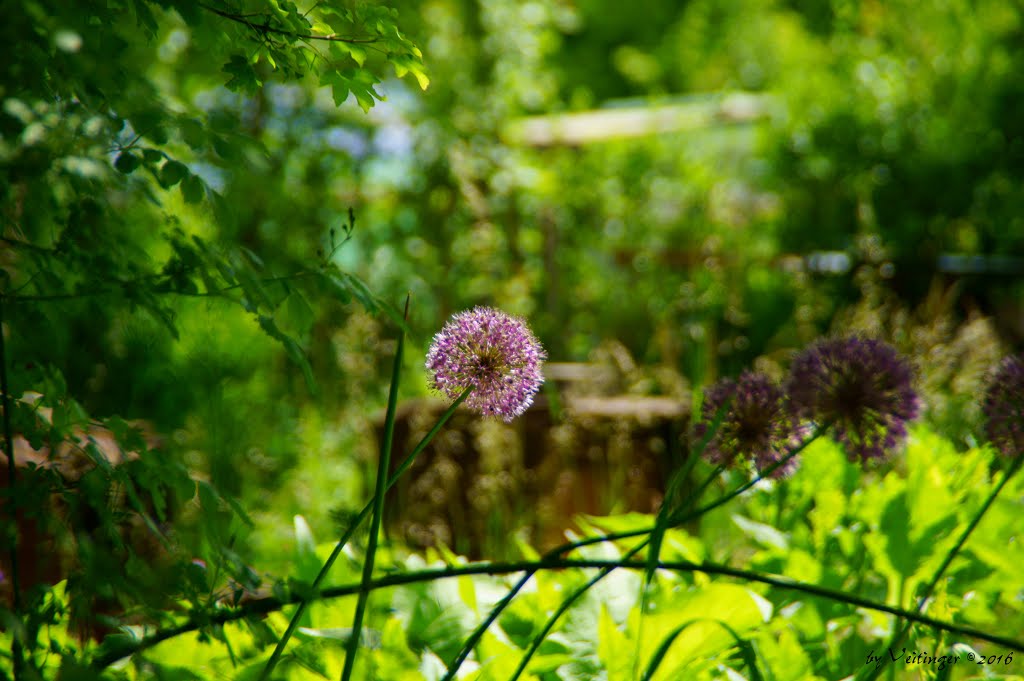 Zwiebelblüte by Veitinger Germany