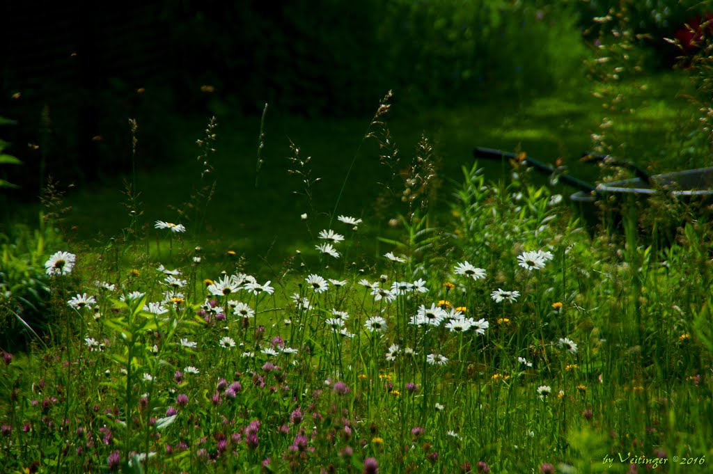 Wilde Blumenwiese by Veitinger Germany