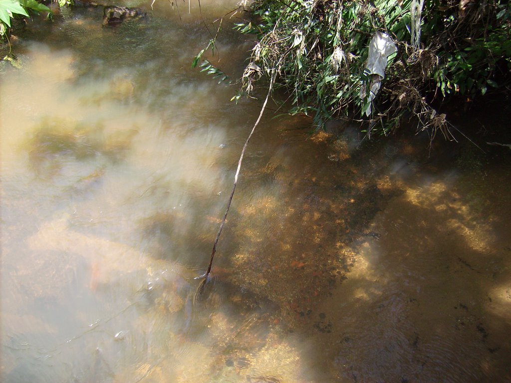 Rio limpo (direita) desaguando num rio poluído (esquerda). by Willian Partica