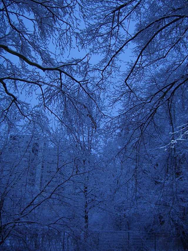 Winter im Park by renus111