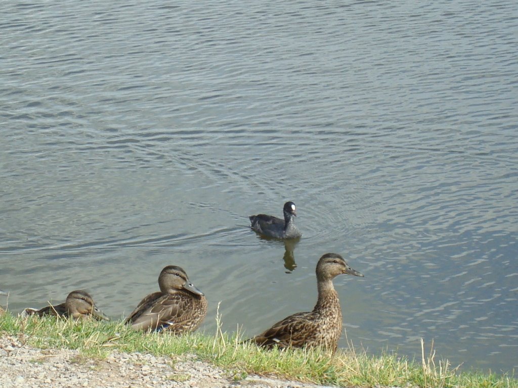 Ducks of the Talksa lake by Aurimas Nausėda