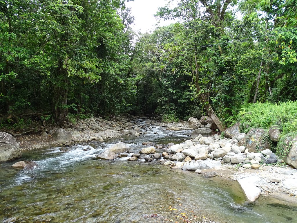 Downstream view of tributary to the Rosalie River by John Hains