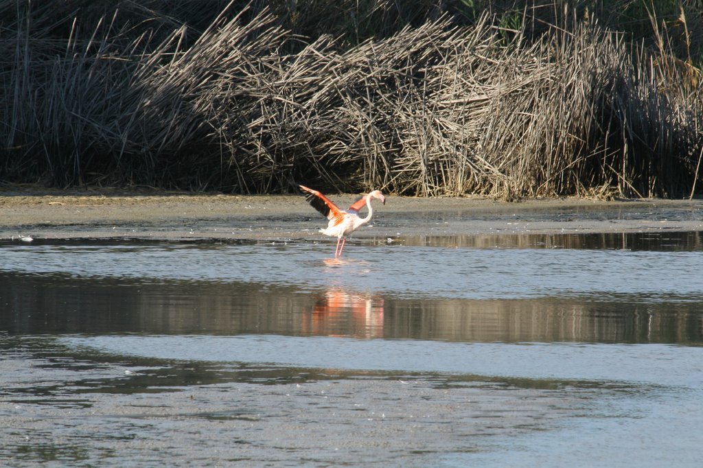 Fenicottero a Quartu Sant'Elena by Giggietto