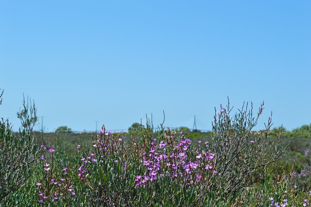 Parque Natural "Los Toruños", Cádiz by Manuel López Gutiérr…