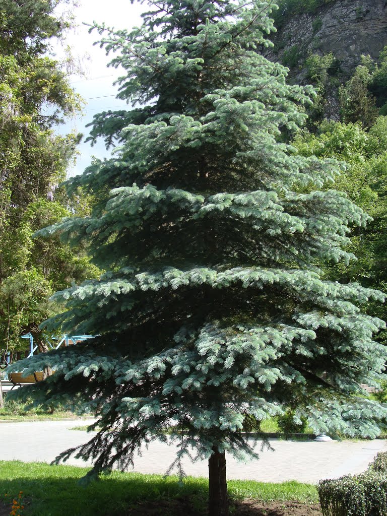 Borjomi, Georgia by Ashot Hovakimyan