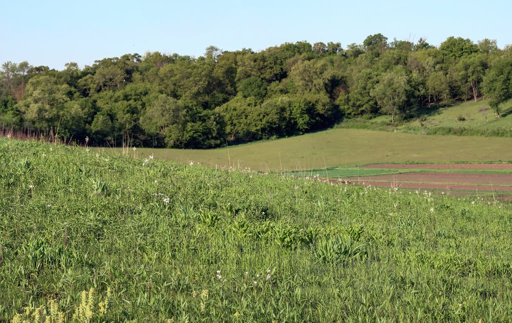 Black Earth Rettenmund Prairie State Natural Area by Aaron Carlson