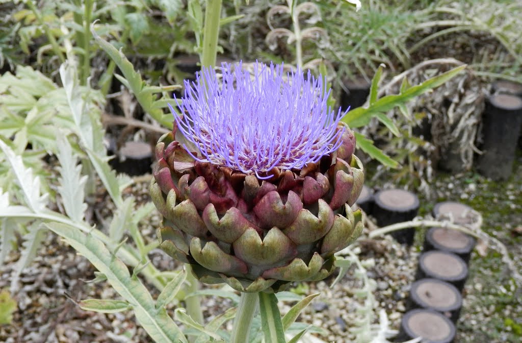 Cynara scolymus L. by KUKI YAMASHITA