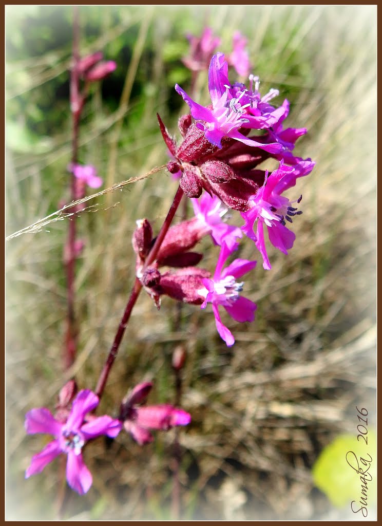 Sticky catchfly (Silene viscaria) by Spacebug