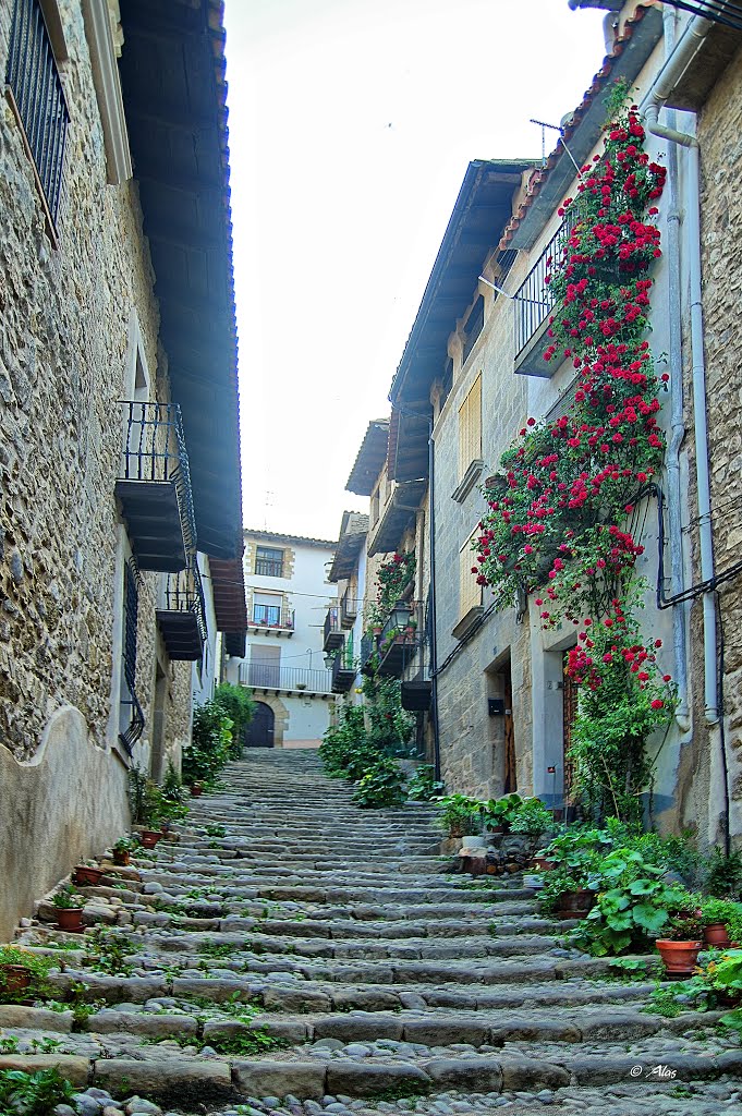 Valderrobres, calle con escalinata y rosal. by Alberto Asensio