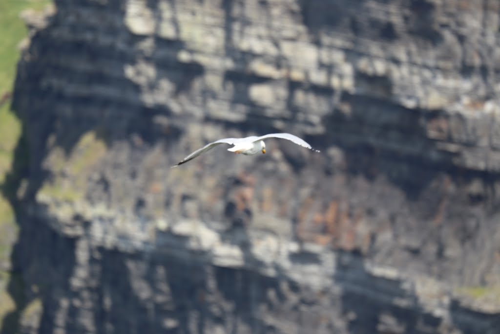 Soaring Seagull by David Lytton