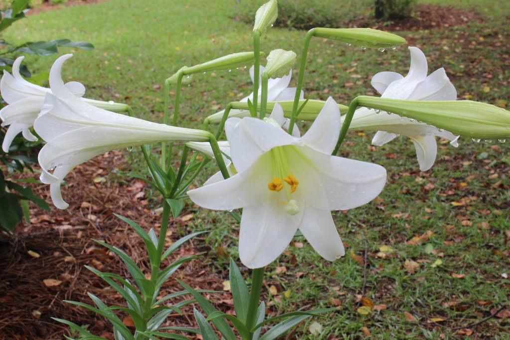 Throat of my White Easter Lily ! (2016) by Sarah O