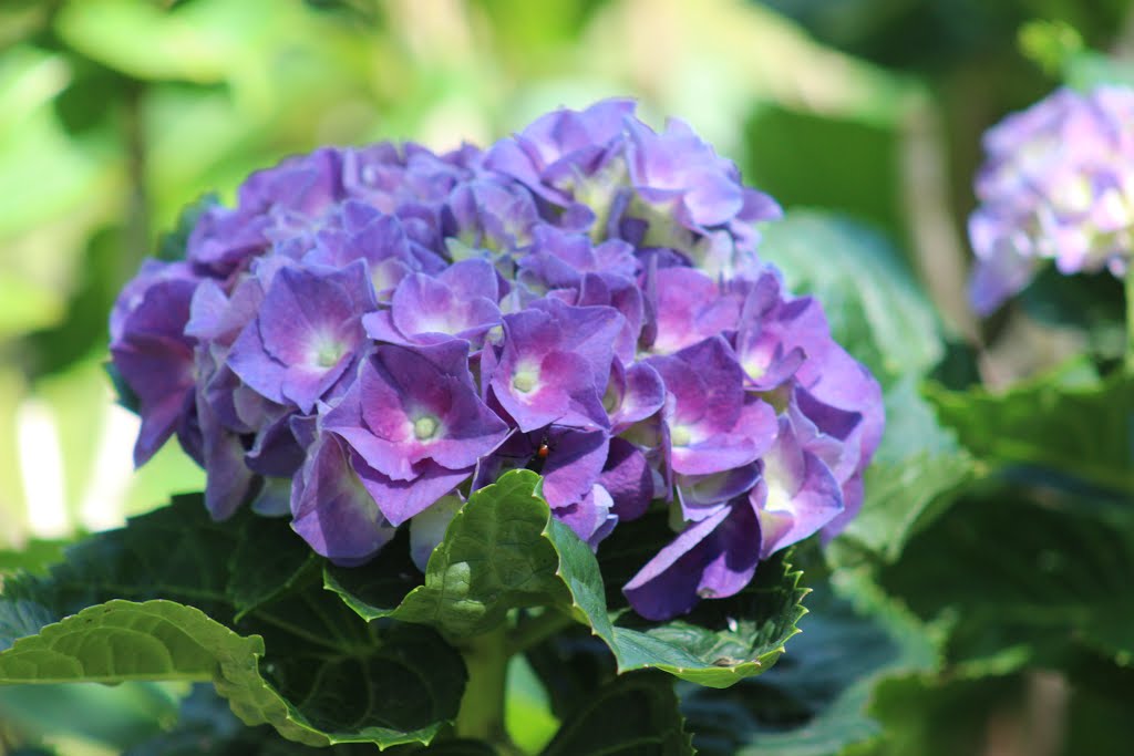 Purple Hydrangea....2016 by Sarah O