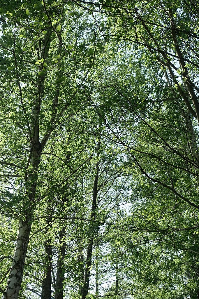 Kahnfahrt im Spreewald by Ralf Winzer