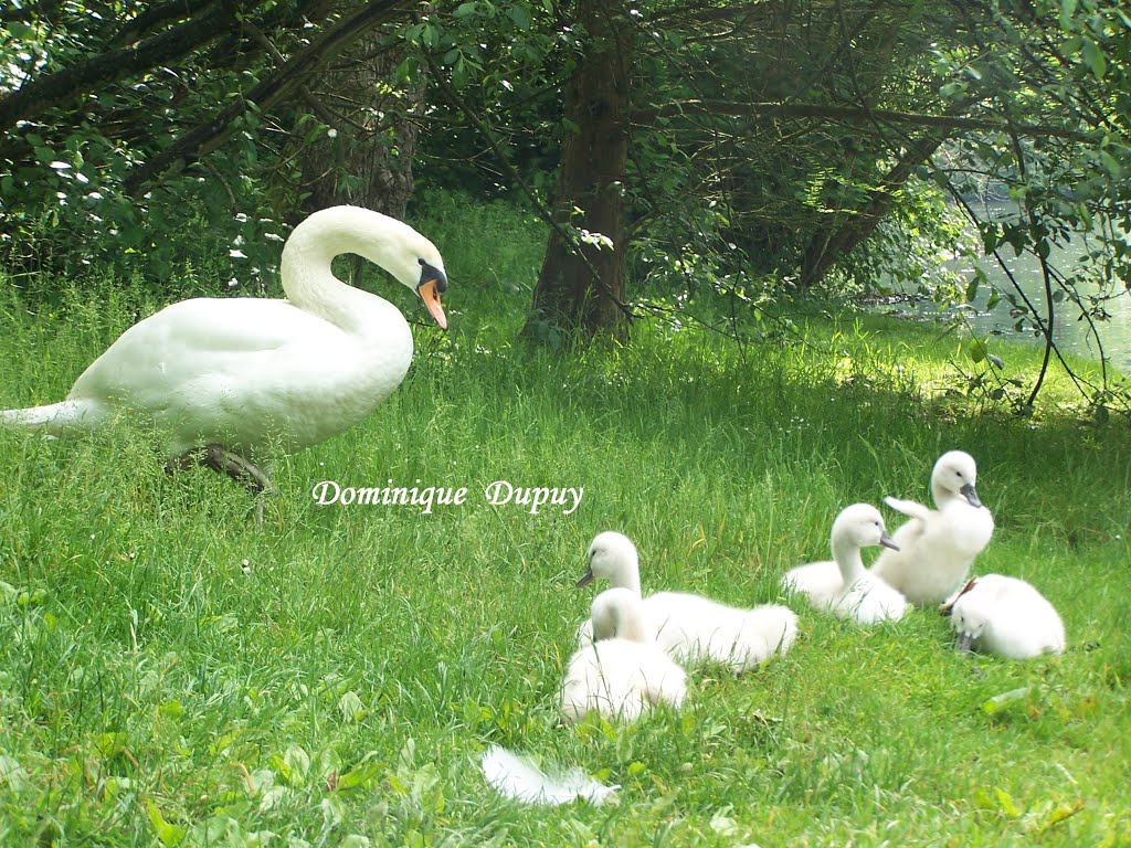 Cygne et cygneaux by Domi 007