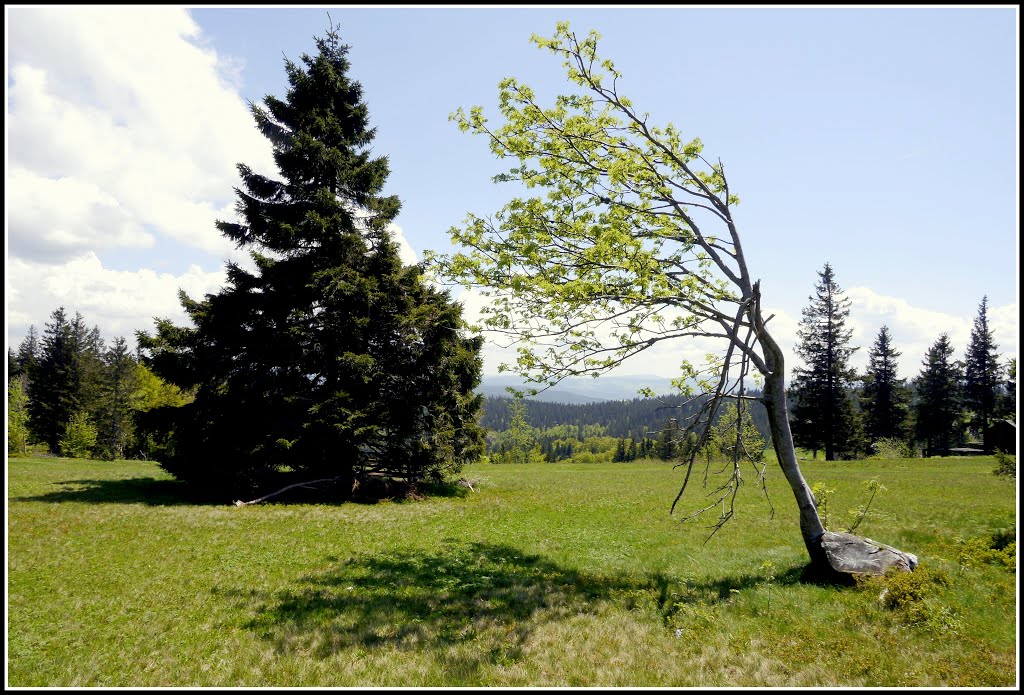 Wiese am Kandel 26.5.16 by Alfred Volk