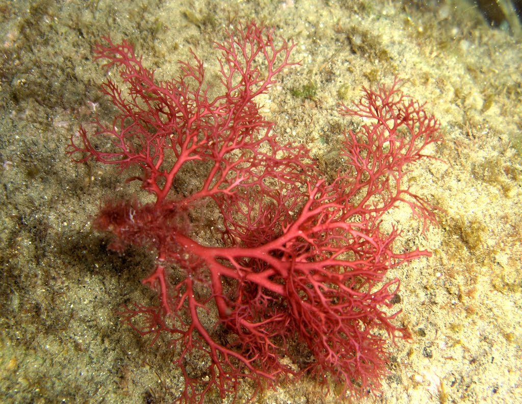 Coraille Rouge à port Augier (THIEU) by Provensal Mathieu