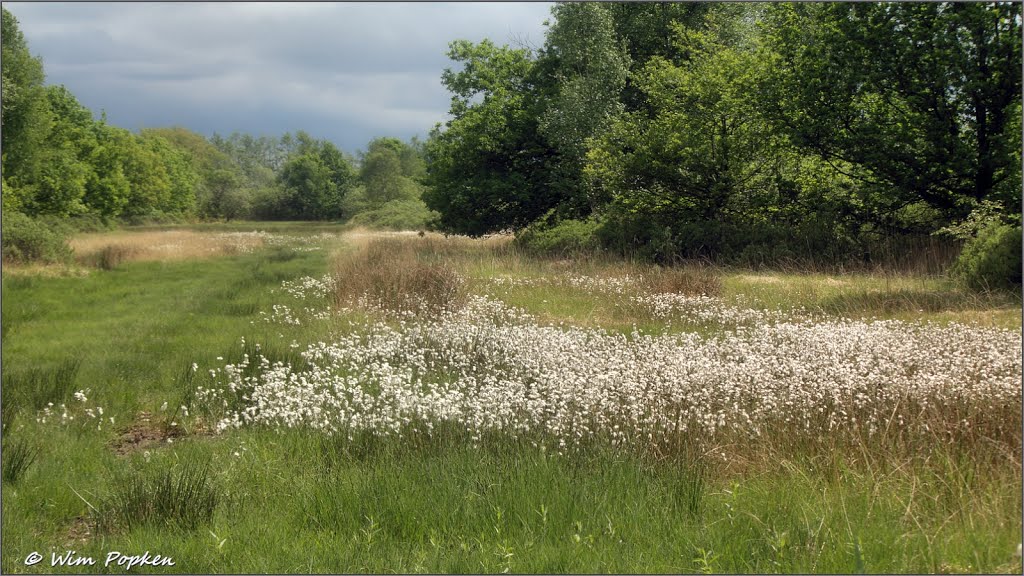 Rostergaast by Wim Nature