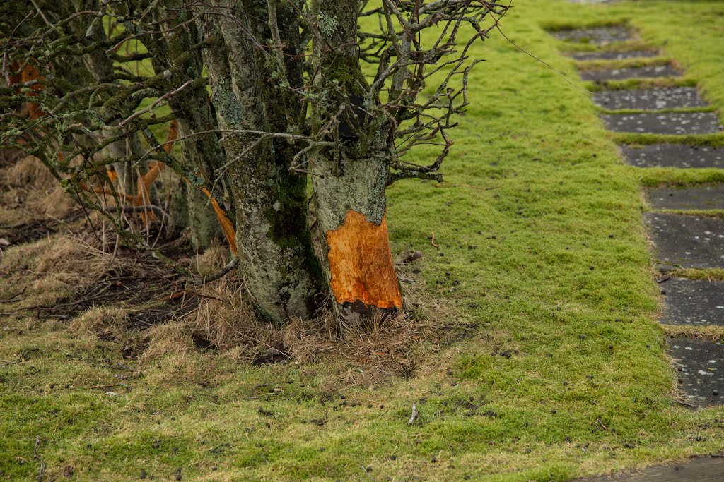 Solskensvägen, Varberg, Sverige by Jorfro