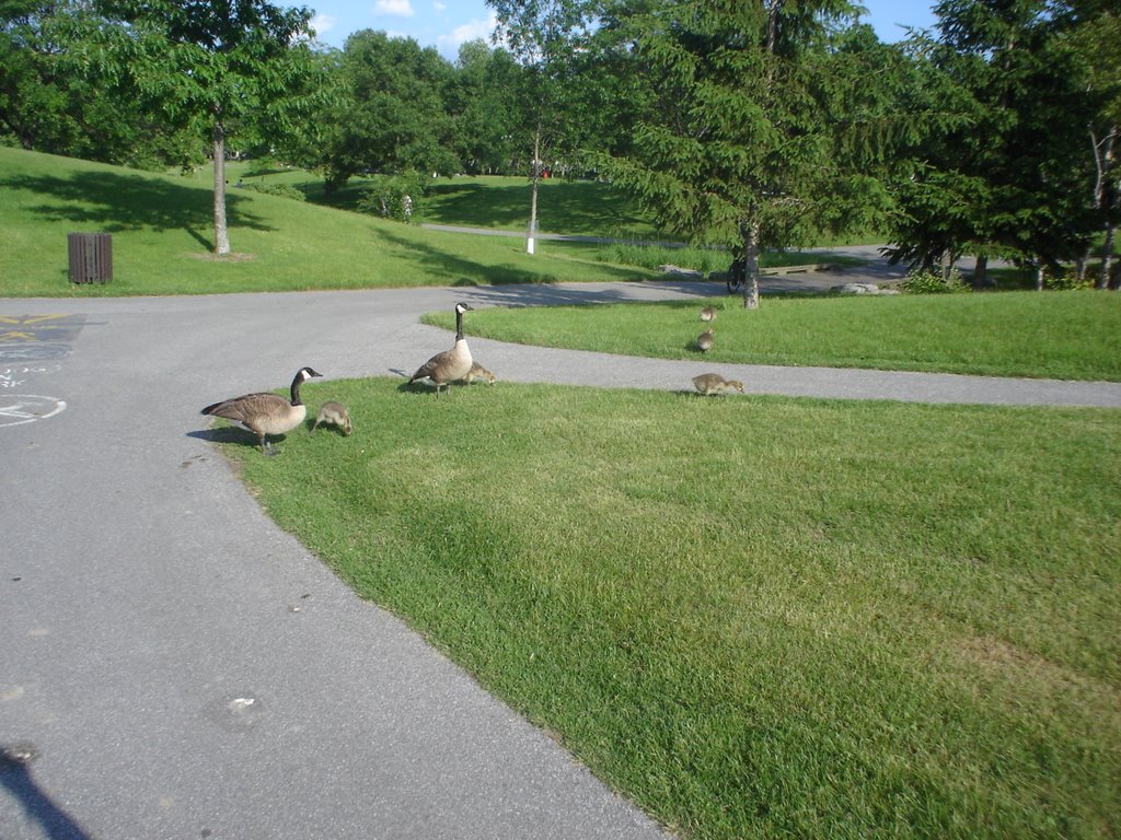 Canadian Geese @ Andrew Hayden by EuroSubstance