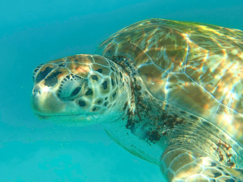 Sea Turtle swim along by Greg Stringham