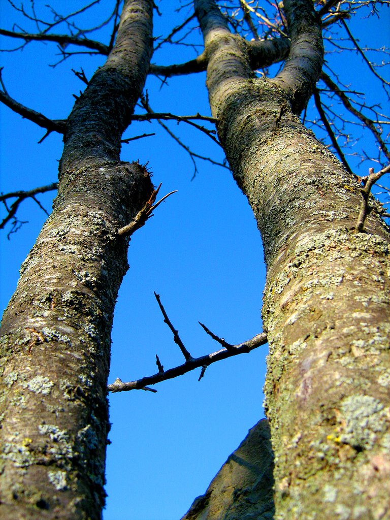 Arbres, natura de la Baronia de Rialb by eiffel1899