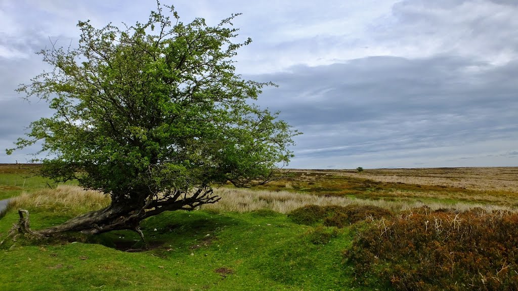 On The Port Way, Longmynd, Shropshire, UK by A Shropshire Lad