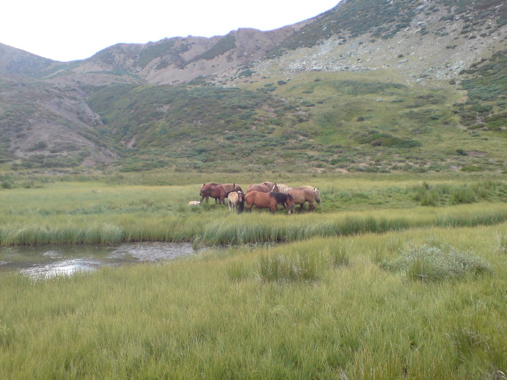 Yeguas en la laguna de Riolago by pichulin