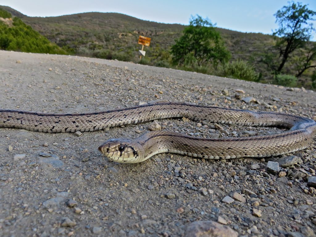 Rutilla Níjar - Turrillas, Almería by José Angel De la pec…