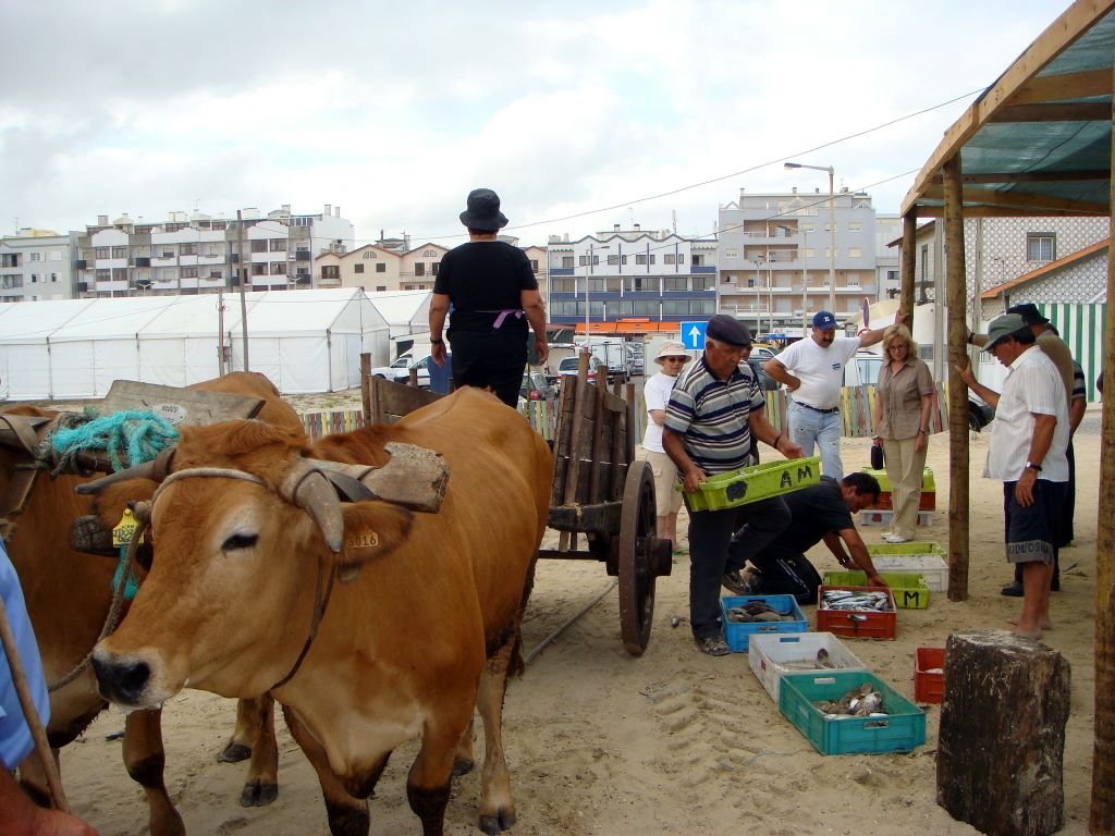 PORTUGAL Pesca Tradicional, Playa de Vagueira by Talavan