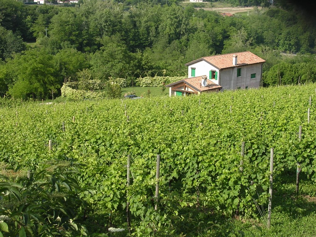 Cantina - Azienda Agricola San Rocco by ezanotto