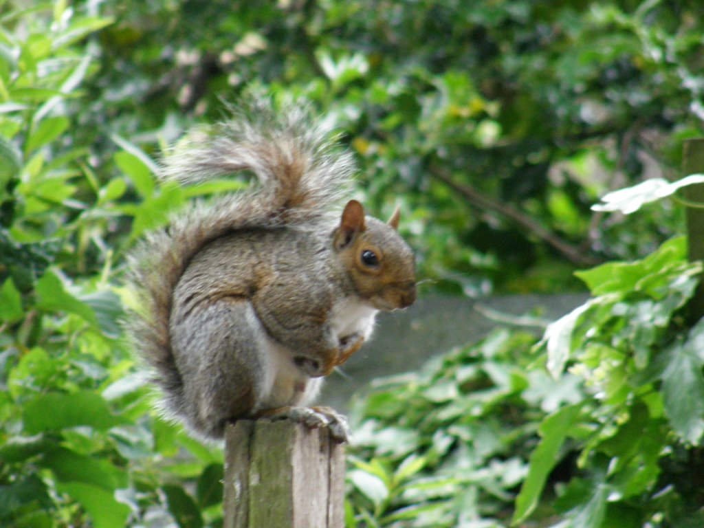 London garden squirell by cyrkielfc