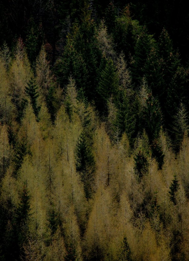 Veľká Fatra, forest by azereb