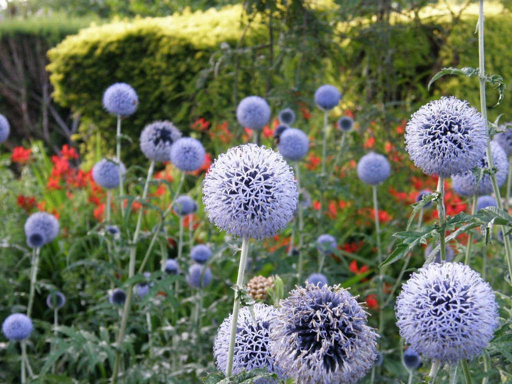 London brockwell park garden by cyrkielfc