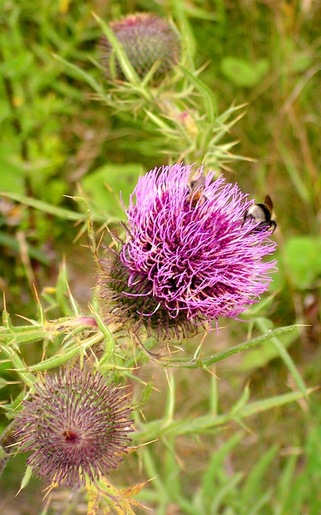 Eselsdistel by Hans Ulrich H.