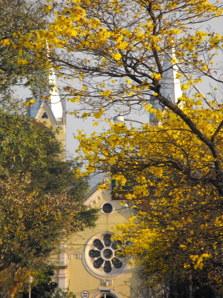 Florada dos Ipês e Igreja Matriz- Brotas SP by nandice