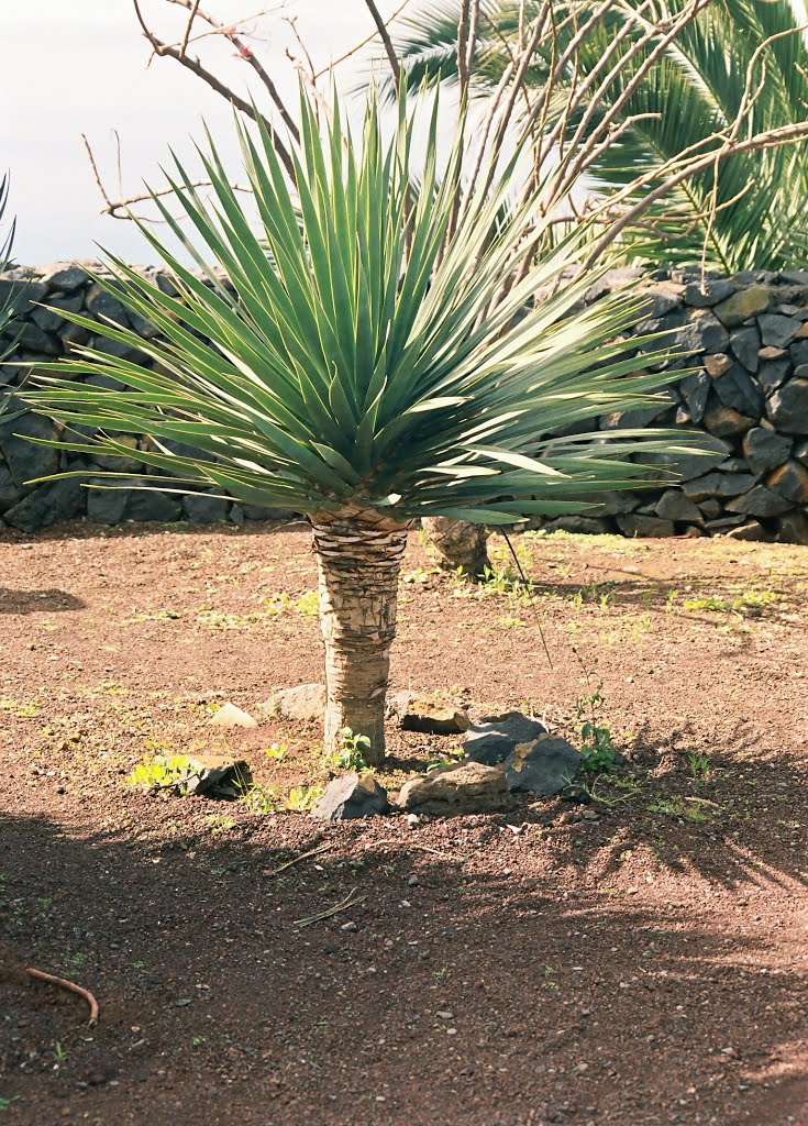 Isla de La Palma - Puerto Naos by Michael Schulze