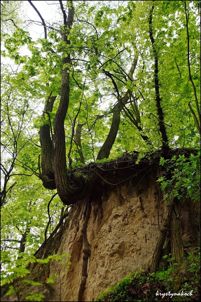 SANDOMIERZ. Wąwóz Królowej Jadwigi/Queen Jadwiga's Ravine by Krystyna Koch