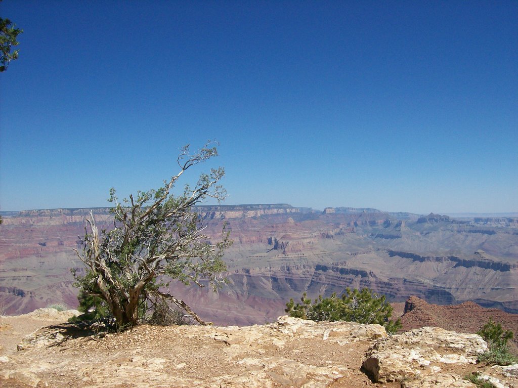 Just Another Pic of the Grand Canyon June '08 by Kristy M