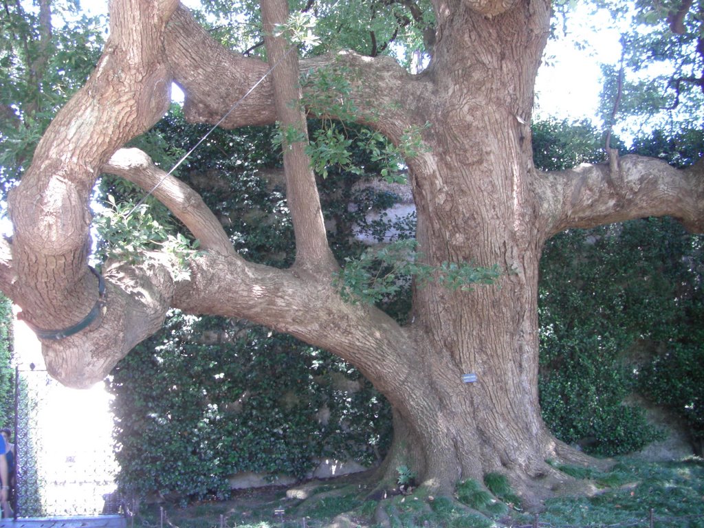 Baum auf der Isola Madre by Dieter Maat