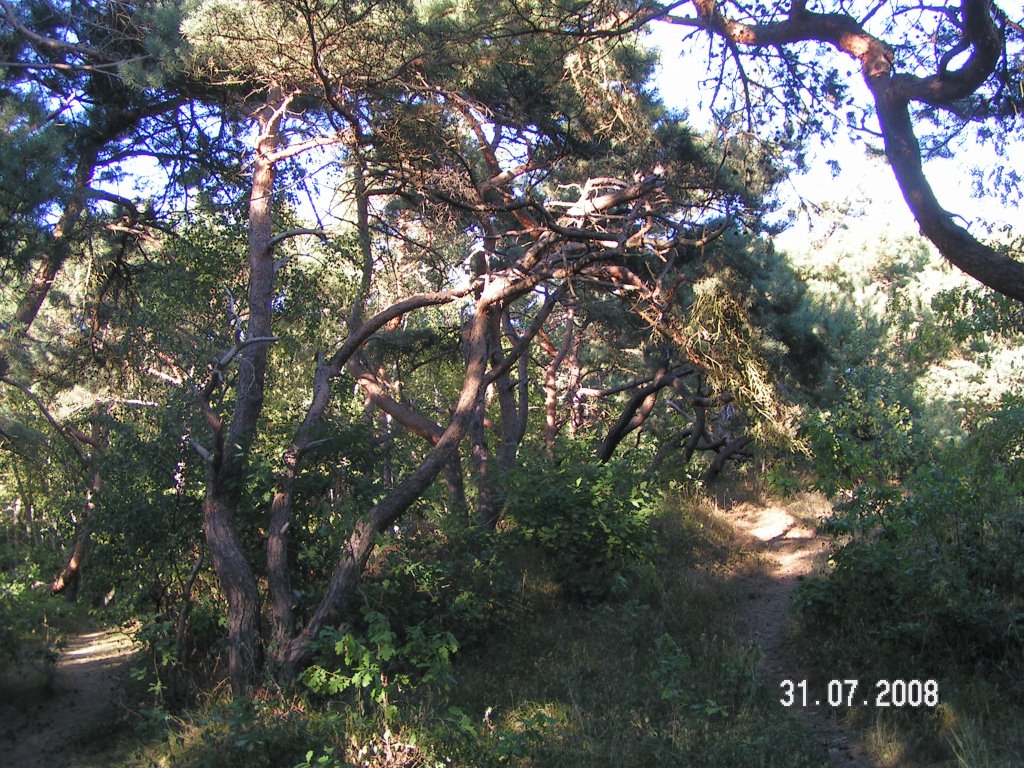 Windflüchter hinter den Dünen von Dierhagen by Hanischwega