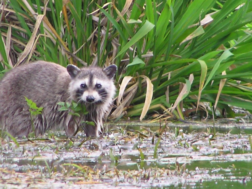 Ichetucknee racún-ichetucknee racoon by www.celtickayak.com