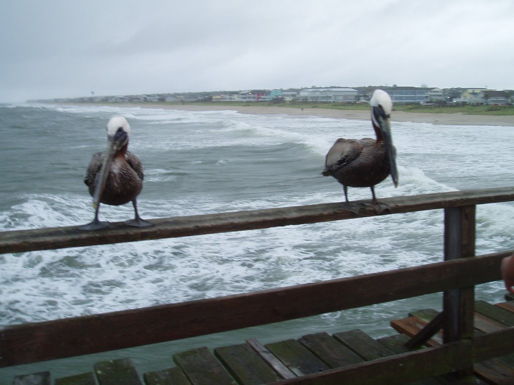 Kure Beach Pelicans by cotadog