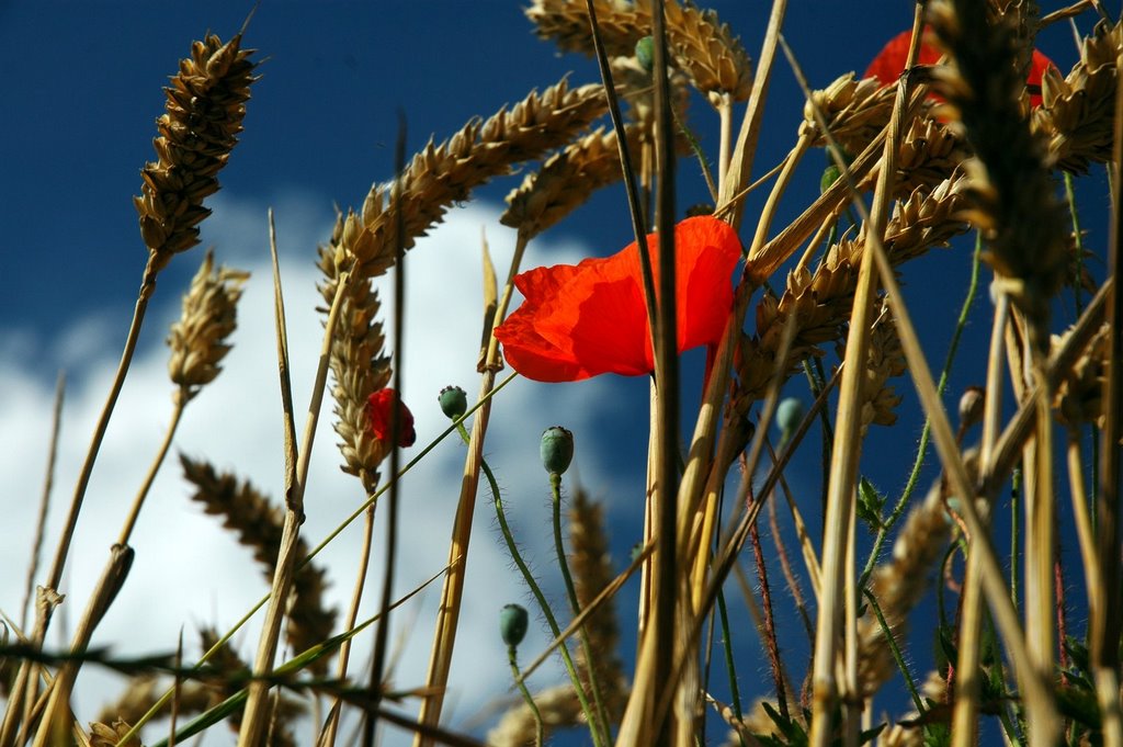 The grain is ripe and poppies flourishes by Matildes-morfar