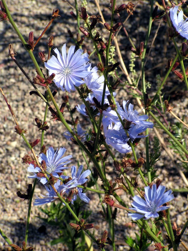 Gewöhnliche Wegwarte (Cichorium intybus) by Hans Ulrich H.