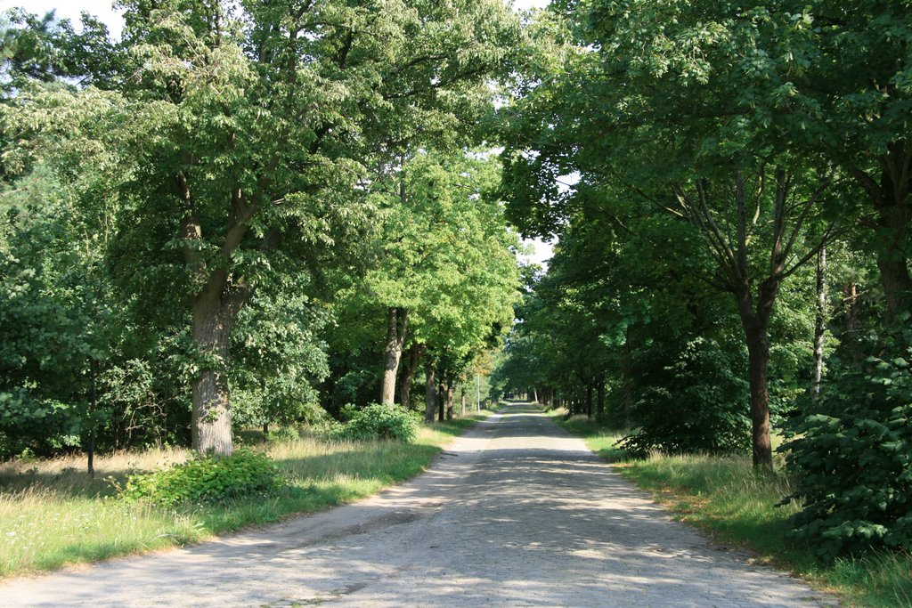 Stedden - Weg vom Elshof (2008-08-08) by wolfvonstedden