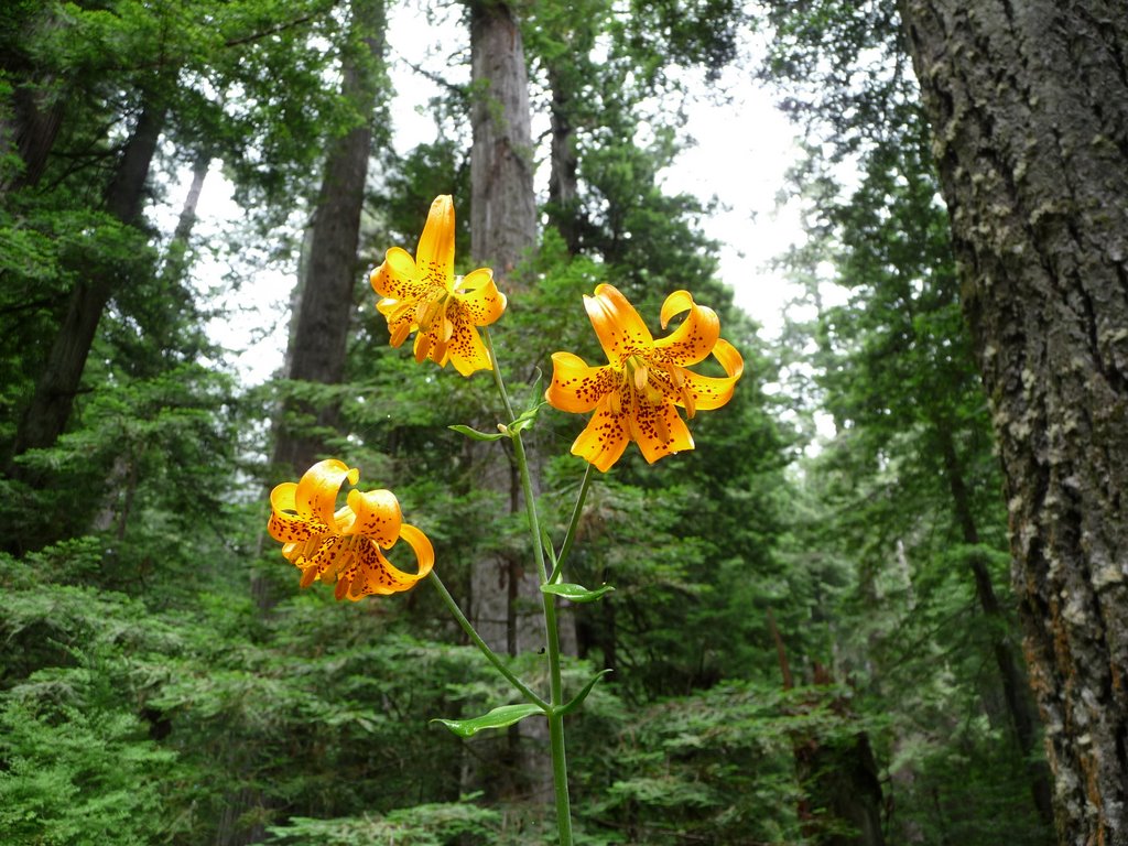 Lilies in the redwood forest by bonser