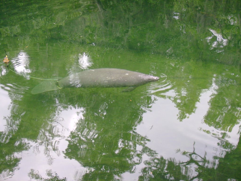 A real live manatee! by jfrd30