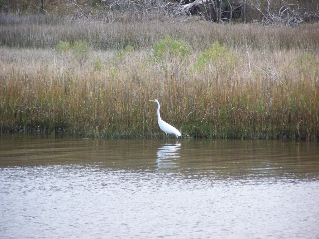 Crane across from Ocean Springs, MS harbor by zacharystewart